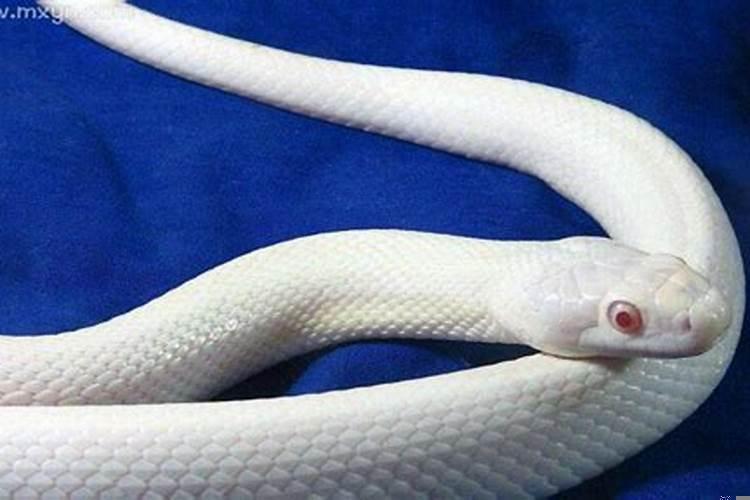 女生梦见白色的大蟒蛇