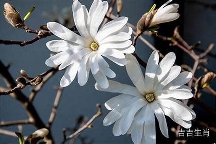 属蛇男和数鼠女