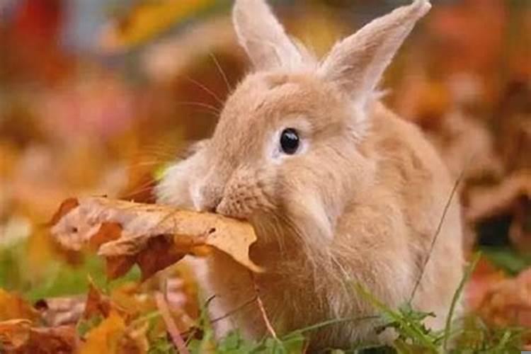 兔宝宝忌什么属相父母和什么属相相克