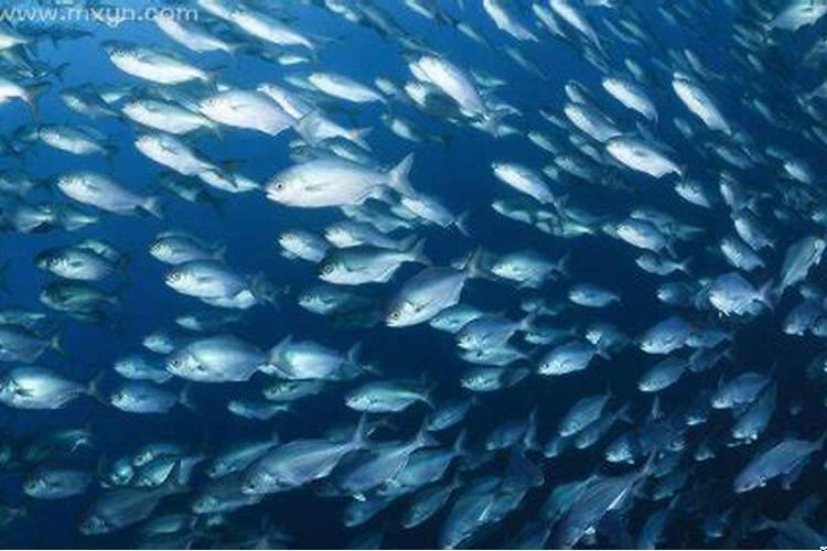 已婚梦到鱼是什么征兆