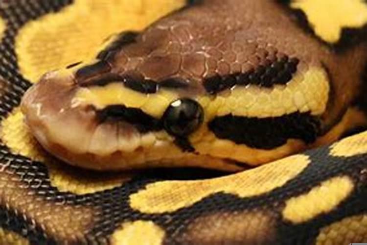 女生梦见白色的大蟒蛇