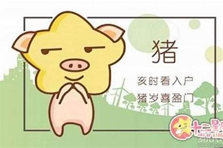 95年属猪的女生事业