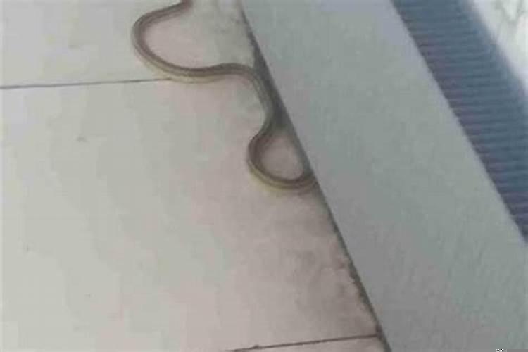 蛇进家门是怎么回事