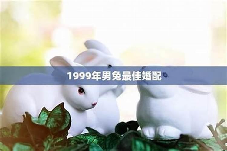 1999年属兔的本命年