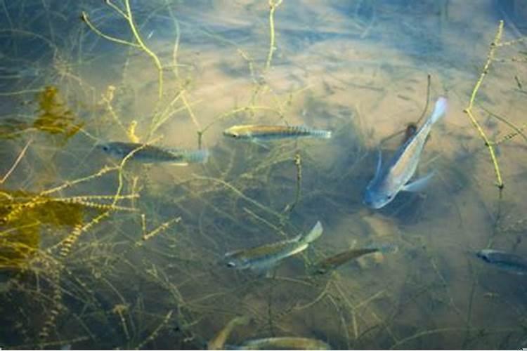 梦见很多死鱼是什么意思