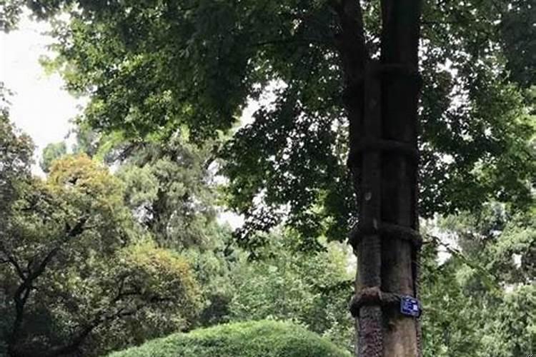 下葬日期选择的忌讳