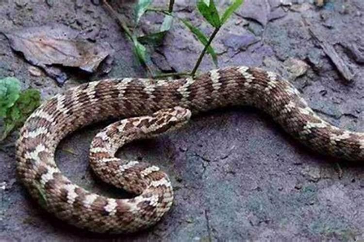 厂里进蛇什么原因