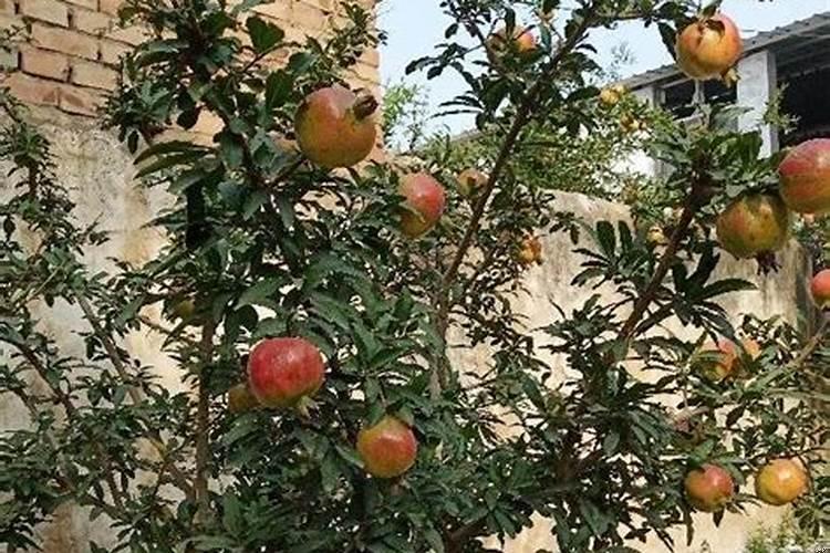 宅院内栽什么树比较吉祥