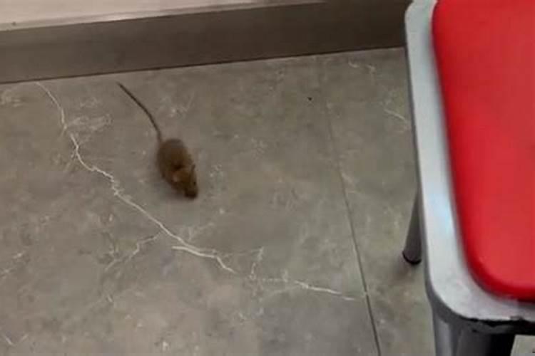 梦到老鼠乱窜是什么意思