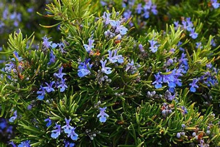 庭院驱蚊的植物