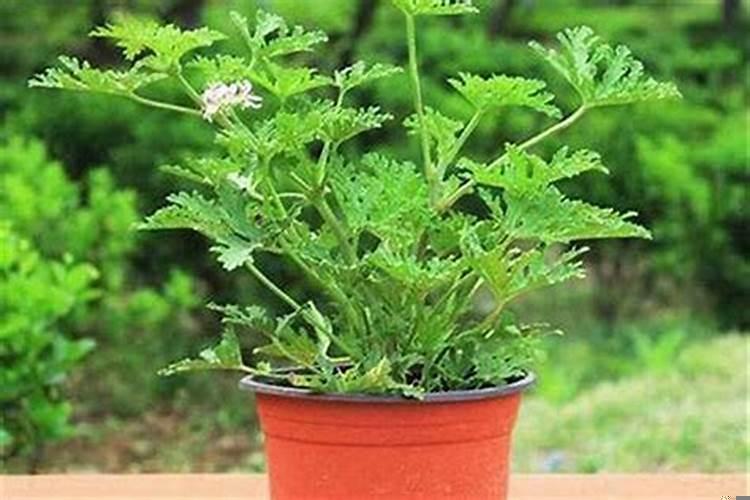 庭院驱蚊的植物