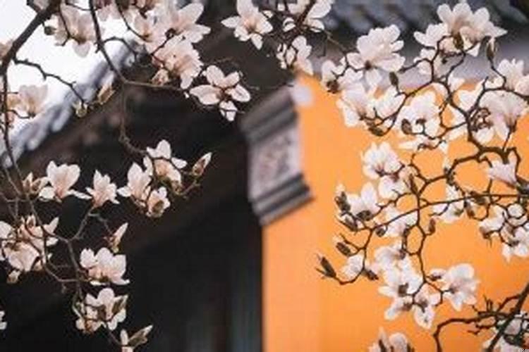 男狗和女猪在一起好不好