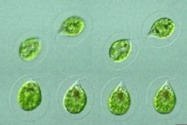 详解什么是八宅风水学的