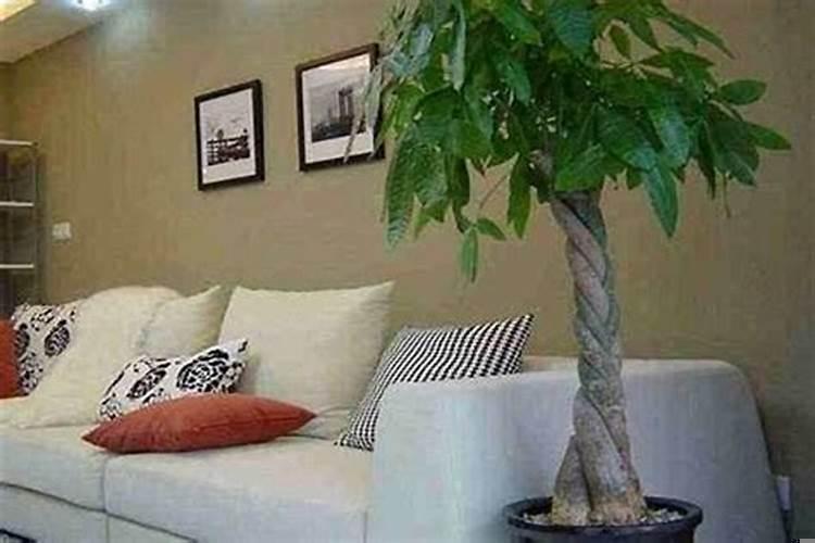 属蛇的客厅不宜挂什么