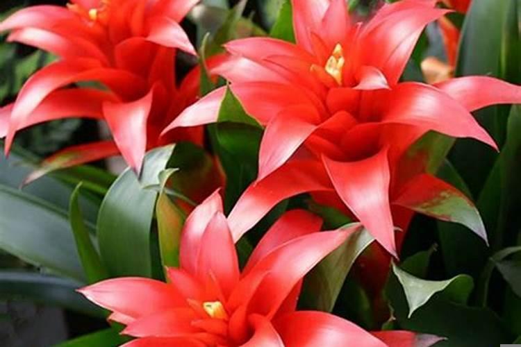 每个属相的招财花蛇