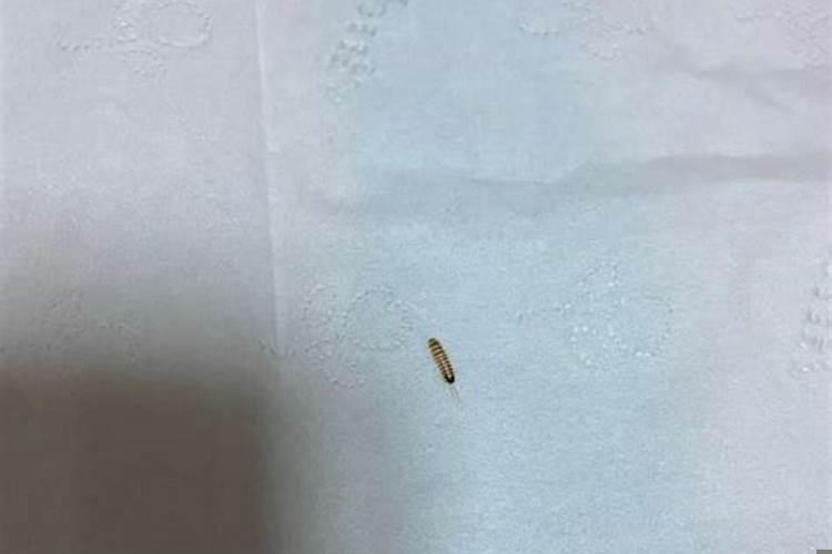 梦见睡在别人家床上有很多虫