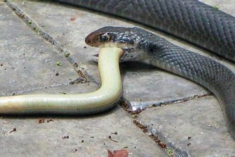 怎么驱蛇最有效