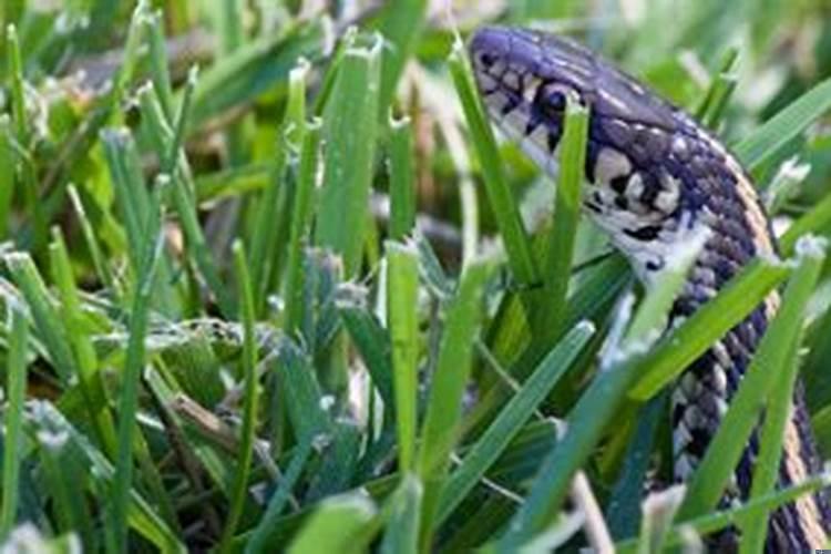 梦到蛇后第二天发现自己怀孕了