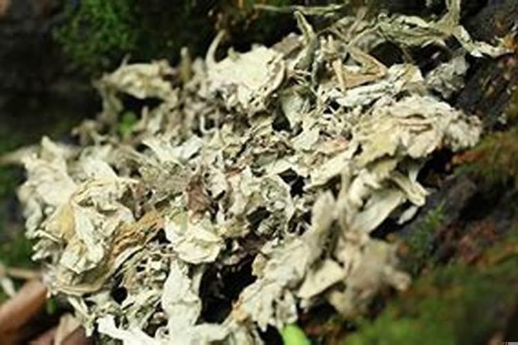 房间里放干艾草好吗?