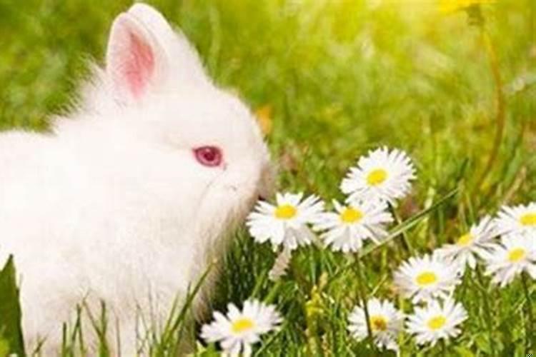 2022属兔的今年的运势