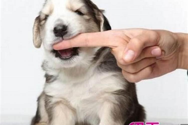 做梦梦到被狗咬了