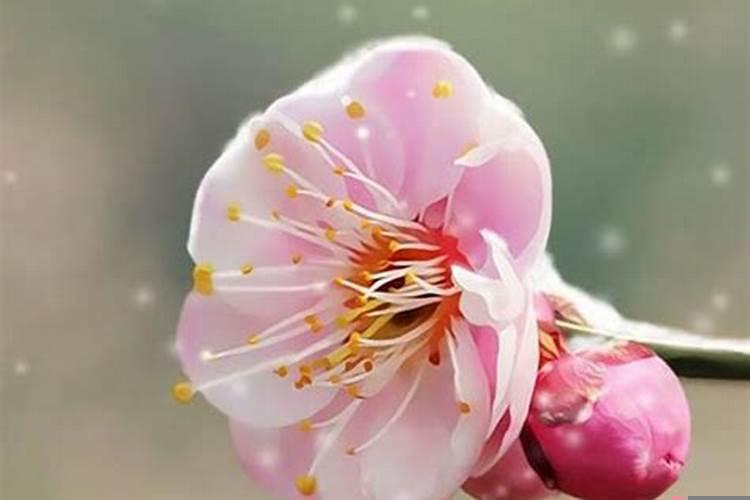 年纪越大桃花运越旺的人