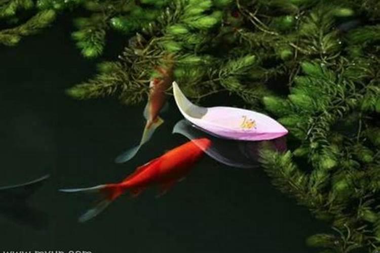 梦到两条黄河鲤鱼在水里