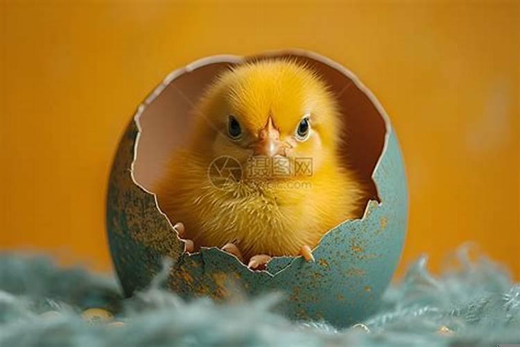 小鸡孵出来什么颜色