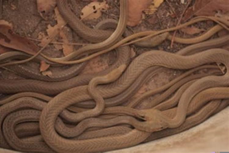 女性梦见好多蛇是什么征兆