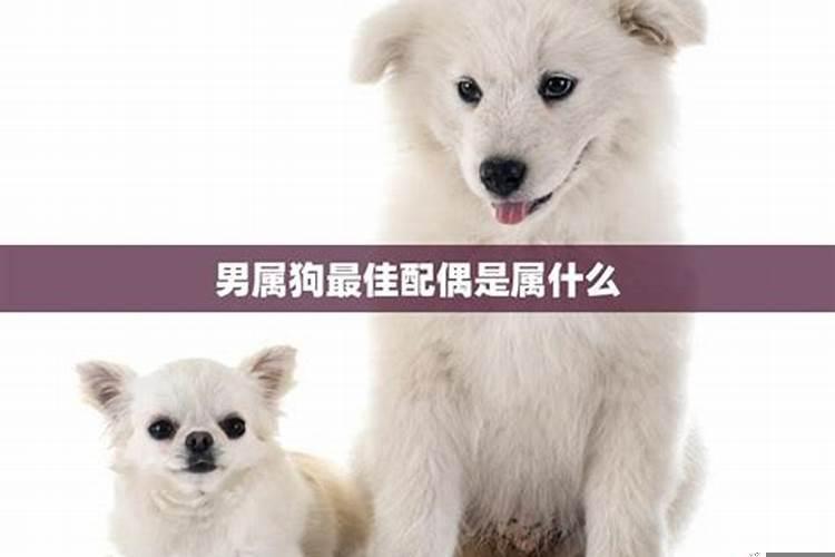 1994年男属狗的最佳配偶属相