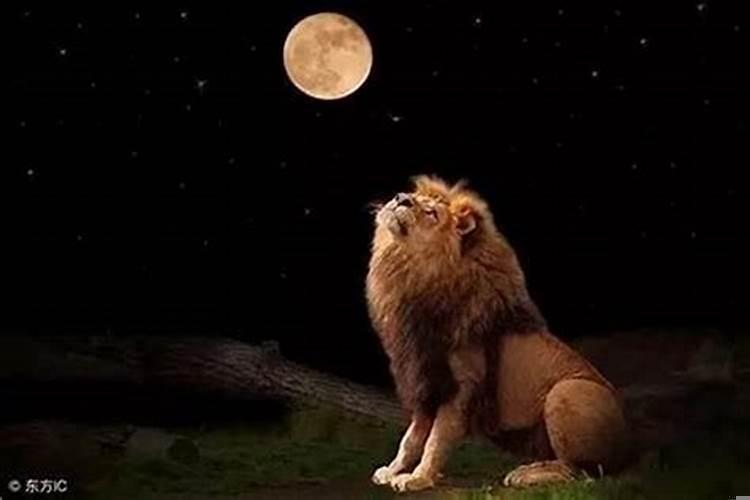 8月14日的狮子座怎么样