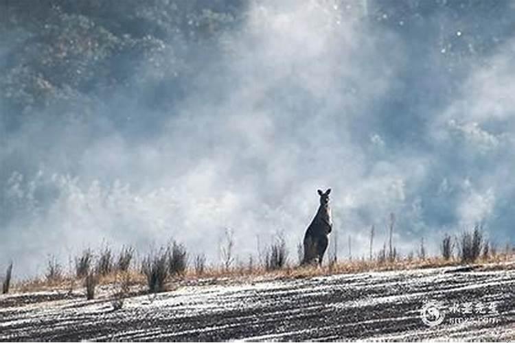 属猪的买五楼好吗