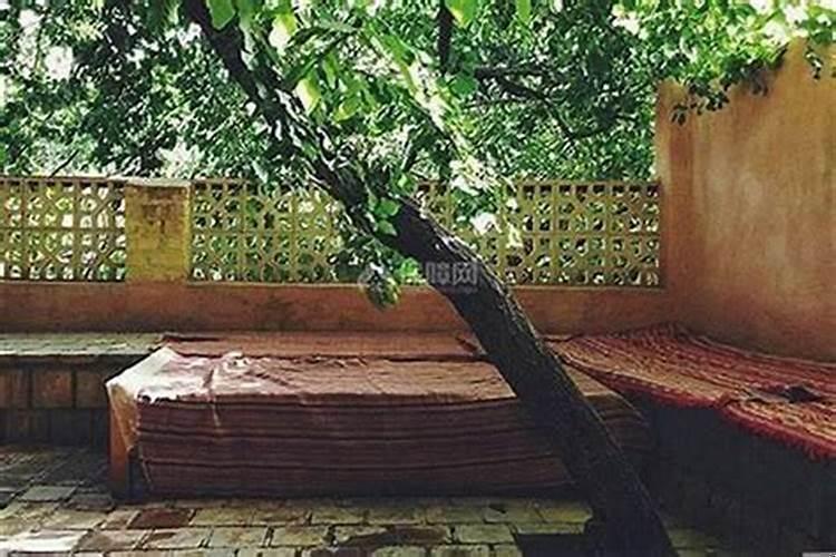 住房前种什么树好