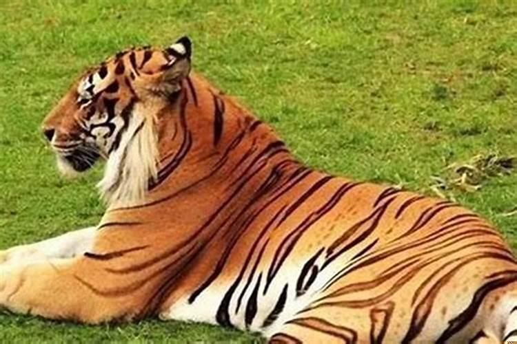 生肖虎和什么生肖最相配