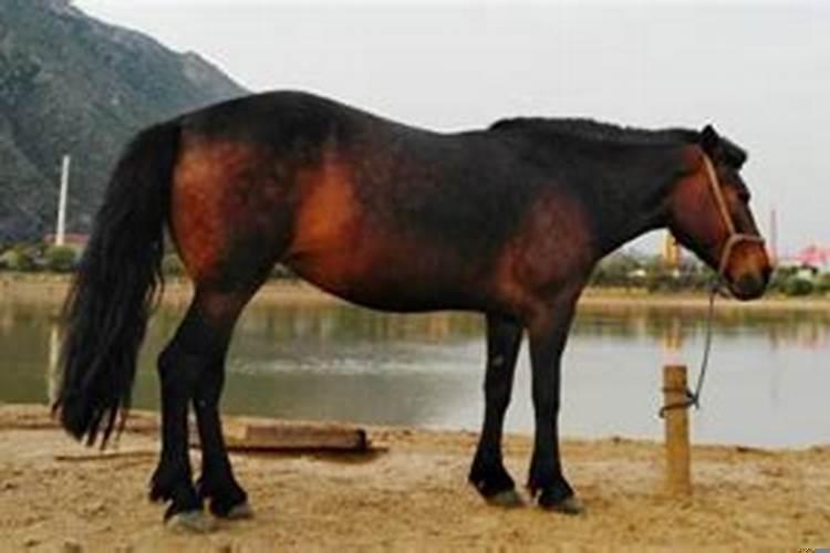 男属马女属兔配吗详细讲解