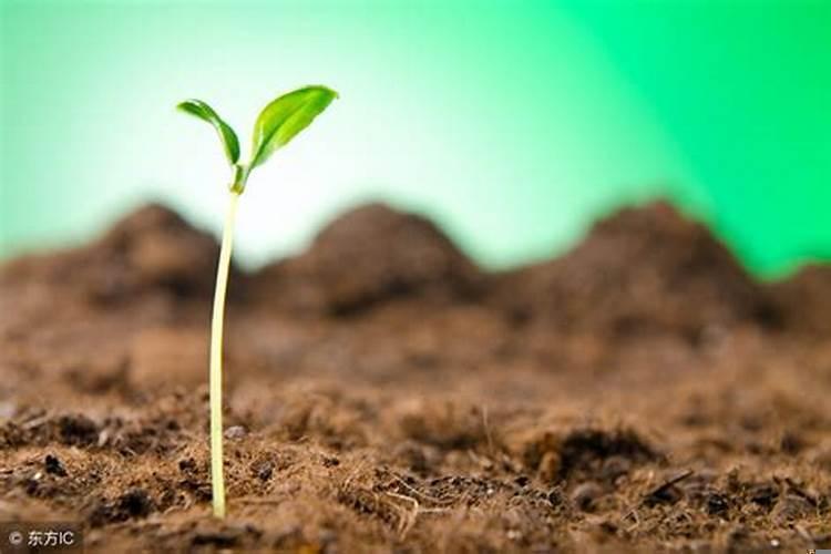 五行缺土是指什么