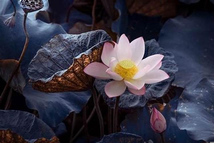 风水地理开莲花