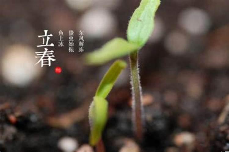 立春后家里屋后可以动土吗