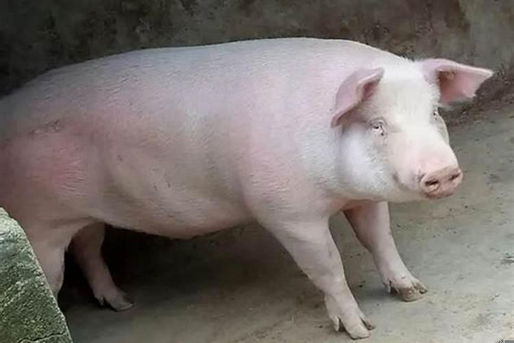 梦见几只大肥猪是什么意思