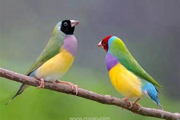 梦见小鸟是什么预兆解梦