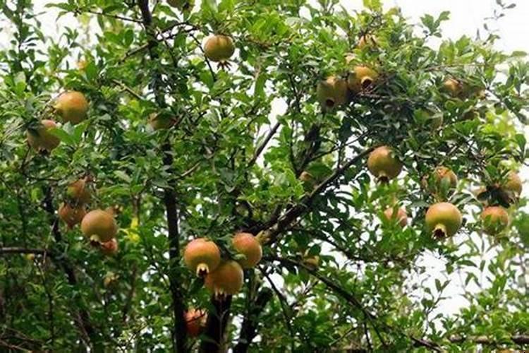 住房前种什么树好