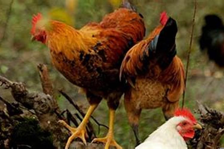 小鸡孵出来什么颜色