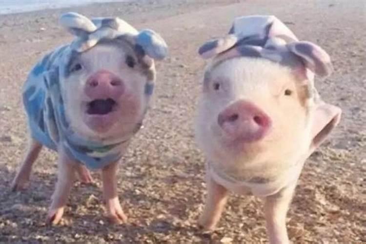 属猪的牛年婚姻