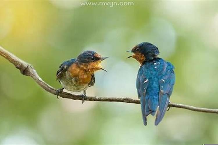 已婚女人梦见好多小鸟