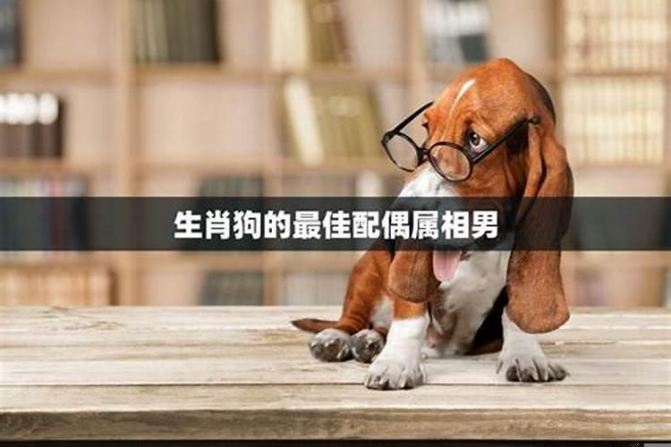 1994年男属狗的最佳配偶属相