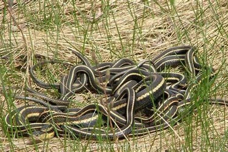 女性梦见好多蛇是什么征兆