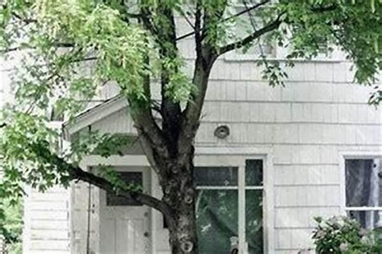 房子门前有树好不好