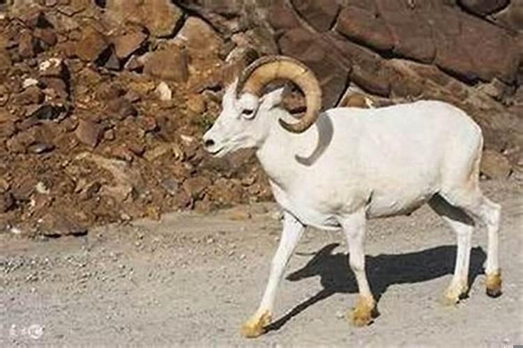 属羊的出生在哪一年