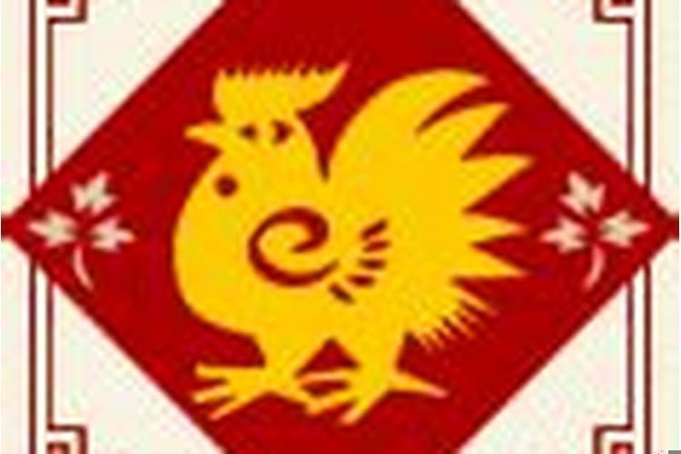 11月的鸡是什么命运