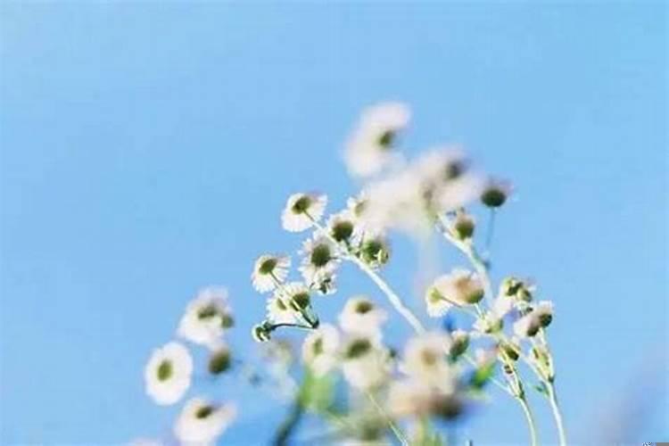 水瓶为什么是白羊的终结者